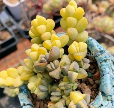 多肉图鉴 | 鹿角海棠：最适合当“盆景”养的多肉老桩 - 图画吧TUHUABA