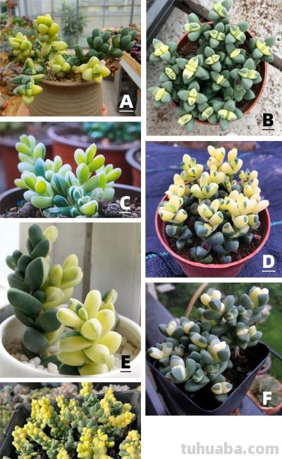 多肉图鉴 | 鹿角海棠：最适合当“盆景”养的多肉老桩 - 图画吧TUHUABA