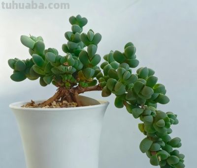 多肉图鉴 | 鹿角海棠：最适合当“盆景”养的多肉老桩 - 图画吧TUHUABA