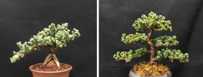 多肉图鉴 | 鹿角海棠：最适合当“盆景”养的多肉老桩 - 图画吧TUHUABA