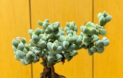 多肉图鉴 | 鹿角海棠：最适合当“盆景”养的多肉老桩 - 图画吧TUHUABA