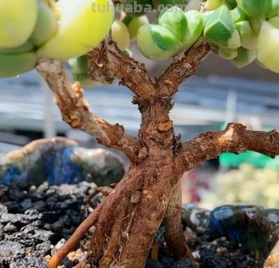多肉图鉴 | 鹿角海棠：最适合当“盆景”养的多肉老桩 - 图画吧TUHUABA