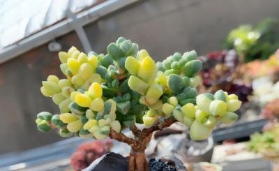 多肉图鉴 | 鹿角海棠：最适合当“盆景”养的多肉老桩 - 图画吧TUHUABA