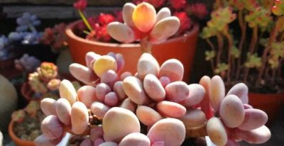 新手养多肉：这2种“难看”状态，佛系对待才能养出好品相 - 今日头条