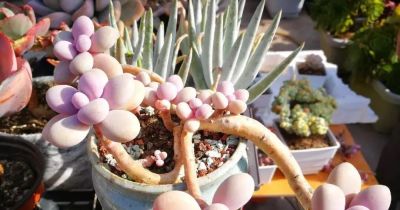 新手养多肉：这2种“难看”状态，佛系对待才能养出好品相 - 图画吧TUHUABA