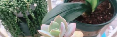 新手养多肉：这2种“难看”状态，佛系对待才能养出好品相 - 图画吧TUHUABA