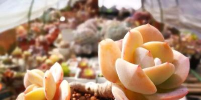 新手养多肉：这2种“难看”状态，佛系对待才能养出好品相 - 图画吧TUHUABA