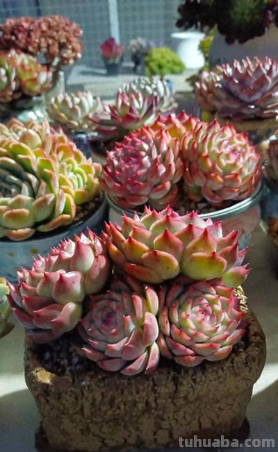 养多肉十年，把几万块钱的“尸体”换来的经验，我总结的懒人公式 - 今日头条