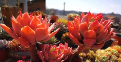 新手养多肉：这2种“难看”状态，佛系对待才能养出好品相 - 图画吧TUHUABA