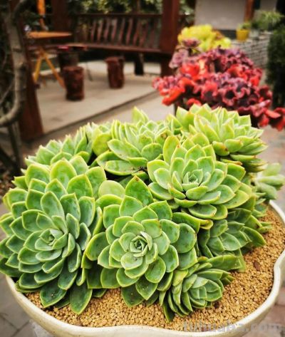 养多肉十年，把几万块钱的“尸体”换来的经验，我总结的懒人公式 - 图画吧TUHUABA