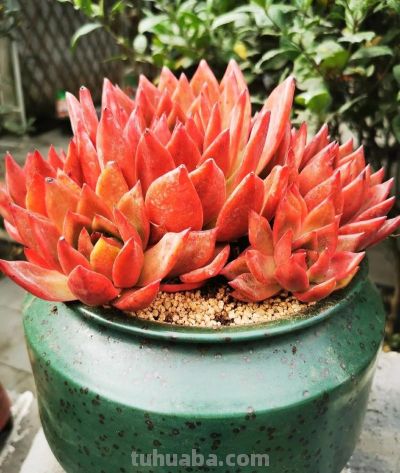 养多肉十年，把几万块钱的“尸体”换来的经验，我总结的懒人公式 - 图画吧TUHUABA