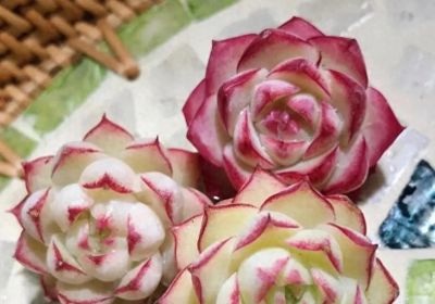 好看的多肉，是怎么养出来的，同样的多肉，为啥状态差这么大 - 今日头条