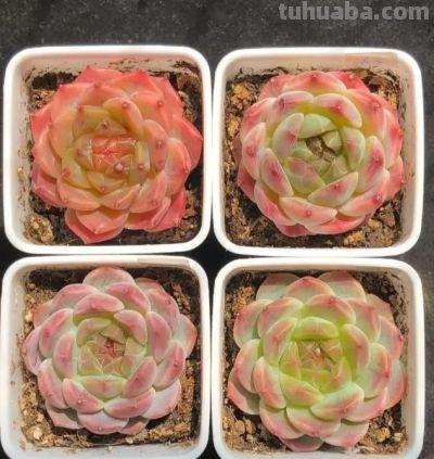 好看的多肉，是怎么养出来的，同样的多肉，为啥状态差这么大 - 图画吧TUHUABA