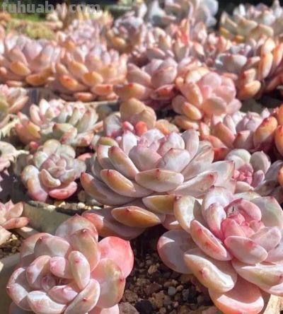 好看的多肉，是怎么养出来的，同样的多肉，为啥状态差这么大 - 图画吧TUHUABA