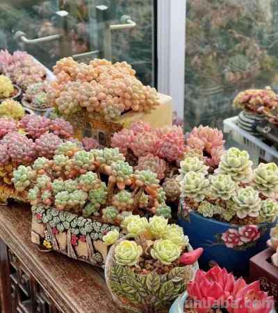 好看的多肉，是怎么养出来的，同样的多肉，为啥状态差这么大 - 图画吧TUHUABA