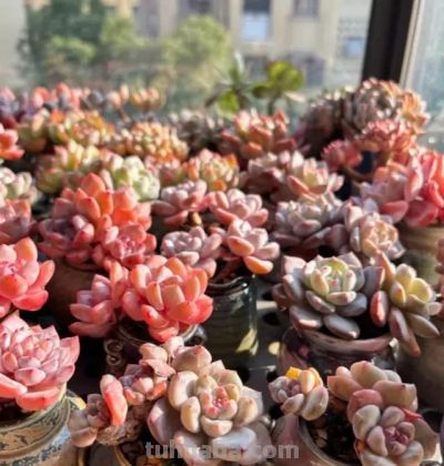 好看的多肉，是怎么养出来的，同样的多肉，为啥状态差这么大 - 图画吧TUHUABA