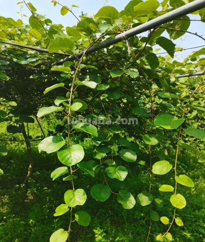 软枣猕猴桃家庭种植,当年结果、耐寒耐旱,盆栽地栽都丰产 - 今日头条 软枣猕猴桃家庭种植,当年结果、耐寒耐旱,盆栽地栽都丰产 - 图画吧TUHUABA