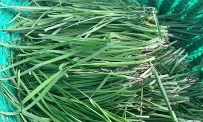 家庭种菜，适合种菜新手种植的韭菜4月份10多天就能采收1次 - 今日头条