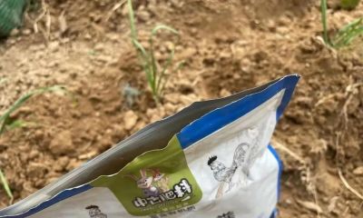 家庭种菜，适合种菜新手种植的韭菜4月份10多天就能采收1次 - 图画吧TUHUABA
