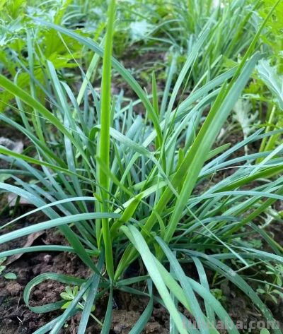 家庭种菜，适合种菜新手种植的韭菜4月份10多天就能采收1次 - 图画吧TUHUABA