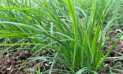 家庭种菜，适合种菜新手种植的韭菜4月份10多天就能采收1次 - 图画吧TUHUABA