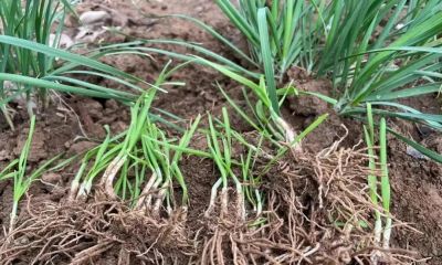 家庭种菜，适合种菜新手种植的韭菜4月份10多天就能采收1次 - 图画吧TUHUABA