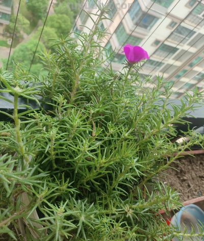在家随便种点花花草草，原来比开窗通风还养人，日子都变甜了 - 今日头条