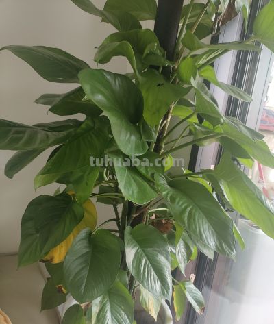 在家随便种点花花草草,原来比开窗通风还养人,日子都变甜了 - 今日头条 在家随便种点花花草草,原来比开窗通风还养人,日子都变甜了 - 图画吧TUHUABA