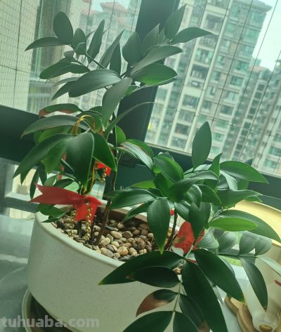 在家随便种点花花草草,原来比开窗通风还养人,日子都变甜了 - 今日头条 在家随便种点花花草草,原来比开窗通风还养人,日子都变甜了 - 图画吧TUHUABA