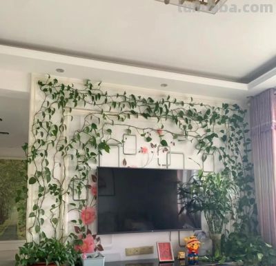家里为什么不能养绿萝?前辈的经验要听一听 - 今日头条 家里为什么不能养绿萝?前辈的经验要听一听 - 图画吧TUHUABA