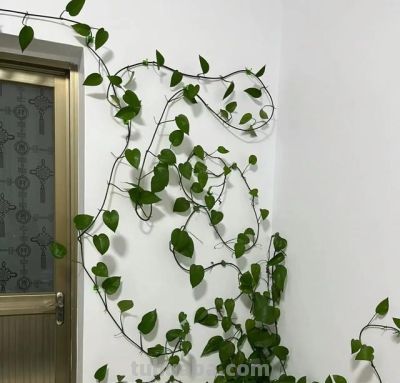 家里为什么不能养绿萝?前辈的经验要听一听 - 今日头条 家里为什么不能养绿萝?前辈的经验要听一听 - 图画吧TUHUABA