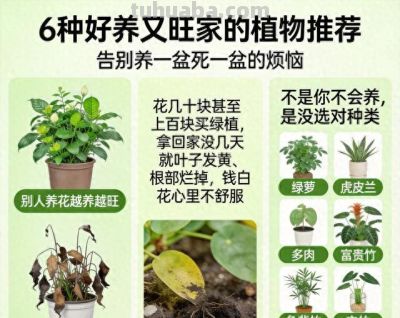 越养越顺！六种“旺家树”，懒人15天不浇水也活，摆对了全家受益 - 今日头条