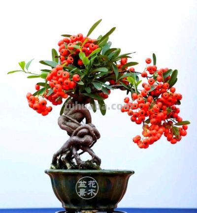 越养越顺！六种“旺家树”，懒人15天不浇水也活，摆对了全家受益 - 图画吧TUHUABA