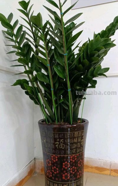 越养越顺！六种“旺家树”，懒人15天不浇水也活，摆对了全家受益 - 图画吧TUHUABA