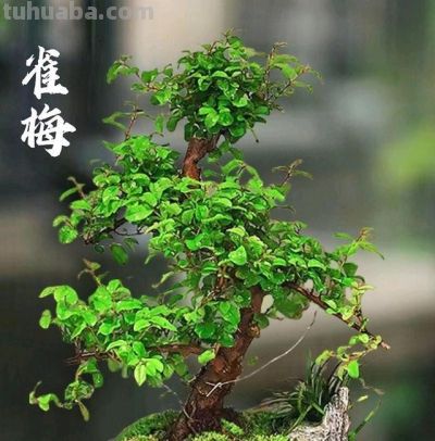 越养越顺！六种“旺家树”，懒人15天不浇水也活，摆对了全家受益 - 图画吧TUHUABA