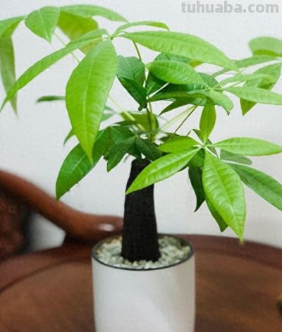 发财树虽美，却藏 3 个 “天生弱点”！90% 花友养死它！都栽在这上 - 今日头条