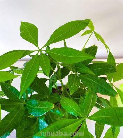发财树虽美，却藏 3 个 “天生弱点”！90% 花友养死它！都栽在这上 - 图画吧TUHUABA