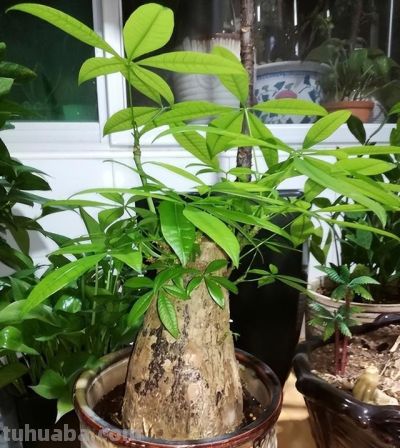 发财树虽美，却藏 3 个 “天生弱点”！90% 花友养死它！都栽在这上 - 图画吧TUHUABA
