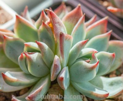 多肉植物（景天科） - 图画吧TUHUABA