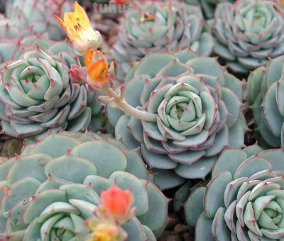 多肉植物（景天科） - 今日头条