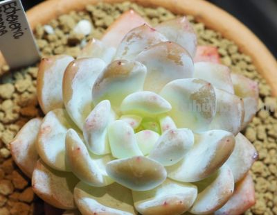 多肉植物（景天科） - 图画吧TUHUABA