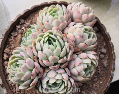 多肉植物（景天科） - 图画吧TUHUABA