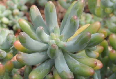 多肉植物（景天科） - 图画吧TUHUABA