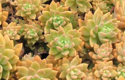 多肉植物（景天科） - 图画吧TUHUABA