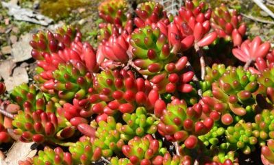 多肉植物（景天科） - 图画吧TUHUABA