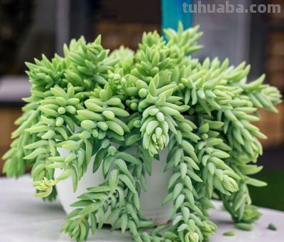 多肉植物（景天科） - 图画吧TUHUABA