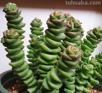 多肉植物（景天科） - 图画吧TUHUABA