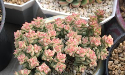 多肉植物（景天科） - 图画吧TUHUABA