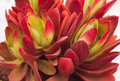 多肉植物（景天科） - 图画吧TUHUABA