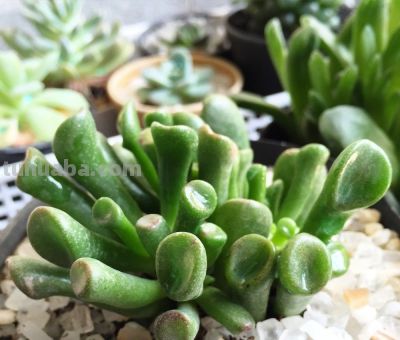 多肉植物（景天科） - 图画吧TUHUABA